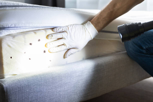 Best Wasp Removal Services  in Rinna, VA