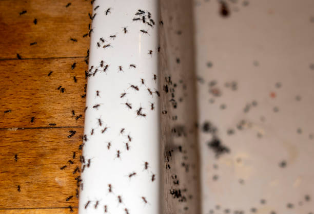 Best Pest Inspection Near Me  in Rinna, VA