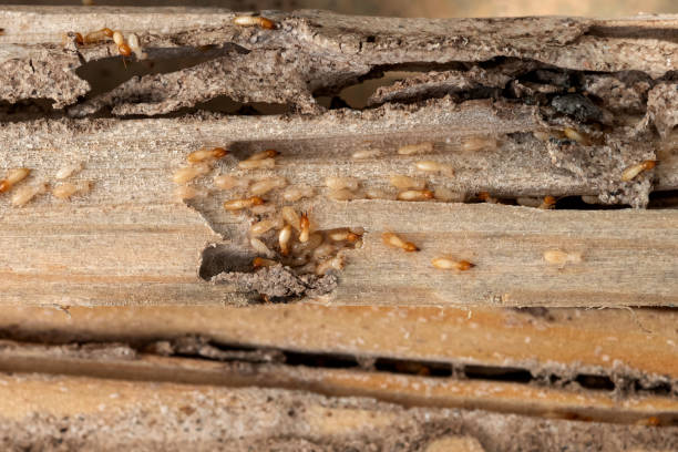 Best Local Pest Control Services  in Rinna, VA