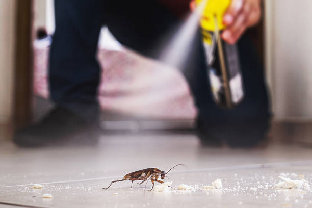 Best Insect Control  in Rinna, VA